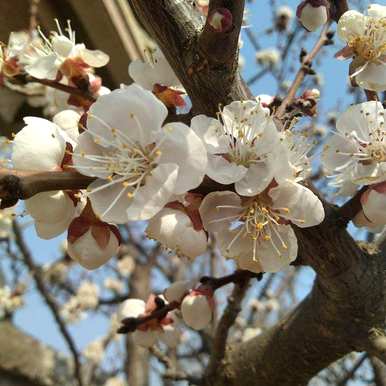 三月开花的季节是什么，三月开花的季节是什么