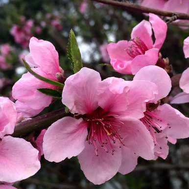 三月开花的季节是什么，三月开花的季节是什么
