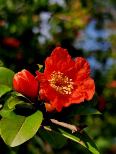 三月开花的季节是什么，三月开花的季节是什么