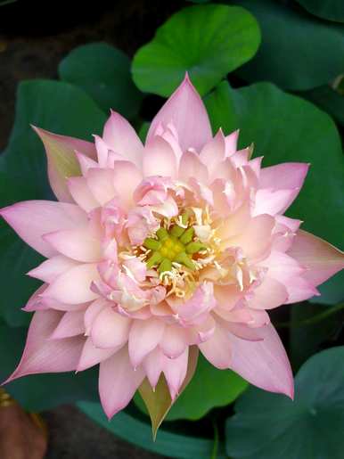 三月开花的季节是什么，三月开花的季节是什么