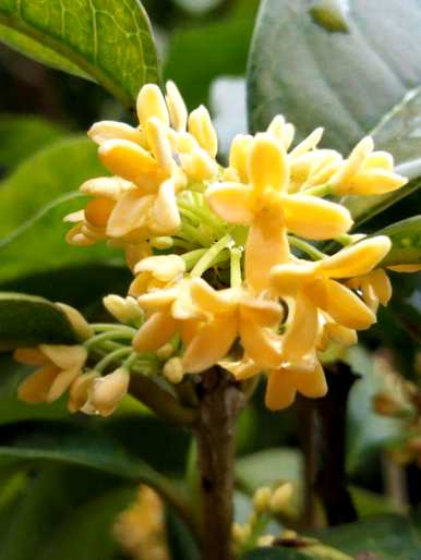 三月开花的季节是什么，三月开花的季节是什么