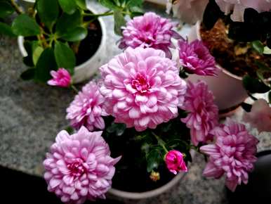 三月开花的季节是什么，三月开花的季节是什么