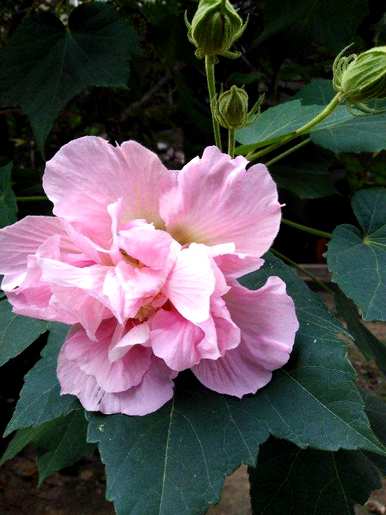 三月开花的季节是什么，三月开花的季节是什么