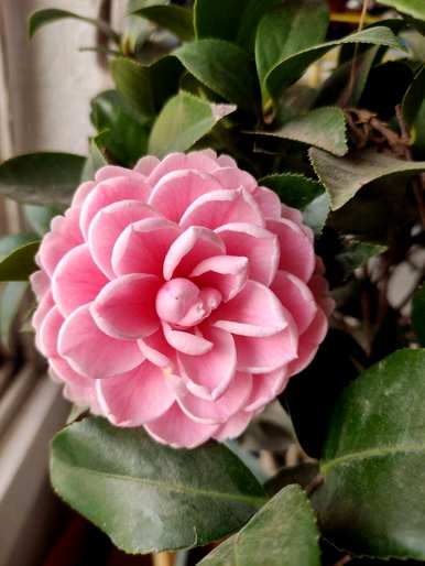 三月开花的季节是什么，三月开花的季节是什么