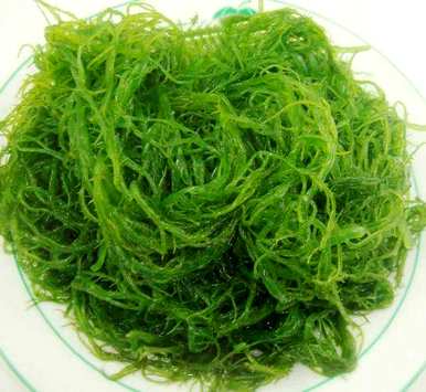 海底植物有哪些名字，海底植物有哪些种类？