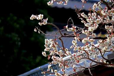 花中四君子是指哪四种花图片，花中四君子是指哪四种花