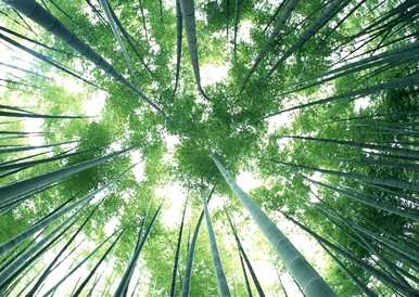 花中四君子是指哪四种花图片，花中四君子是指哪四种花