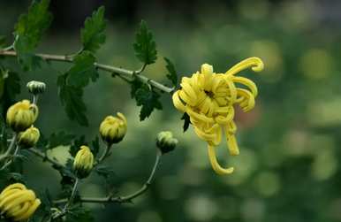 花中四君子是指哪四种花图片，花中四君子是指哪四种花