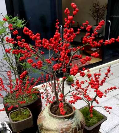 观花观果有哪些品种，观花观果有哪些品种？