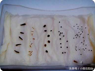 苦瓜种子的催芽方法视频，苦瓜种子的催芽方法
