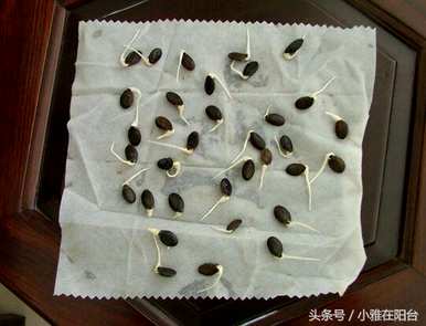 苦瓜种子的催芽方法视频，苦瓜种子的催芽方法