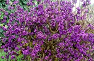 观花观果有哪些品种，观花观果有哪些品种？