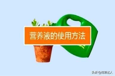 正确使用水培植物营养液和水培郁金香营养液