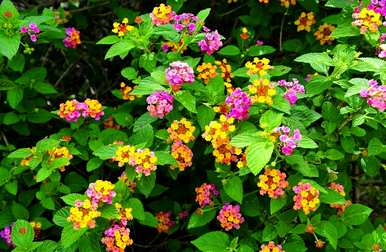秋花有哪些，秋花有哪些介绍？