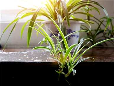 植物的种类名称图片大全，植物的种类名称是什么？