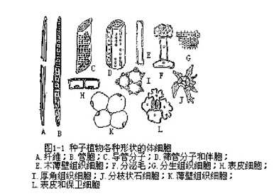 植物器官有哪些种类，植物器官有哪些种类？