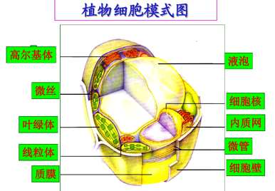 植物器官有哪些种类，植物器官有哪些种类？