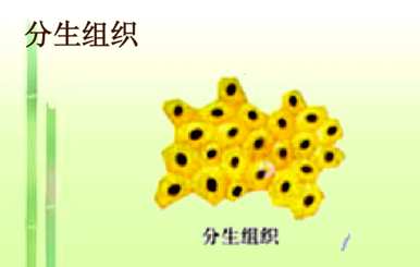 植物器官有哪些种类，植物器官有哪些种类？
