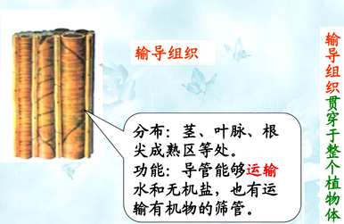 植物器官有哪些种类，植物器官有哪些种类？