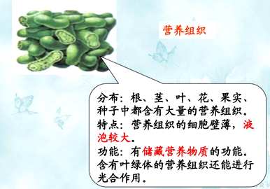 植物器官有哪些种类，植物器官有哪些种类？