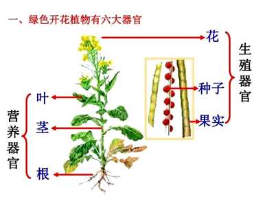 植物器官有哪些种类，植物器官有哪些种类？