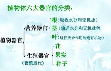 植物器官有哪些种类，植物器官有哪些种类？