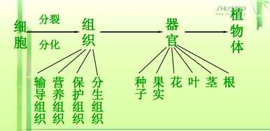 植物器官有哪些种类，植物器官有哪些种类？