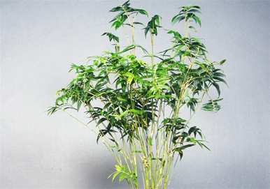 盆栽珍贵竹品种，盆栽珍贵竹品种