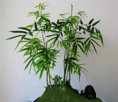 盆栽珍贵竹品种，盆栽珍贵竹品种