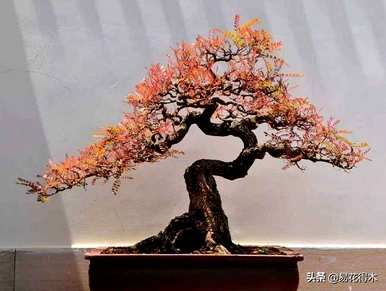 清香木老叶的原因，清香木一碰就掉叶