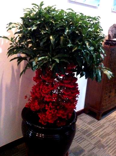 冬天怎么养金玉满堂花，怎么养金玉满堂植物？