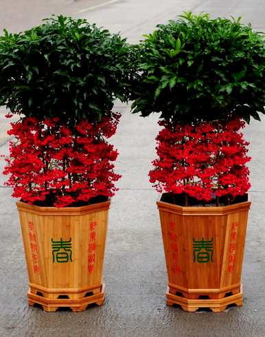 冬天怎么养金玉满堂花，怎么养金玉满堂植物？