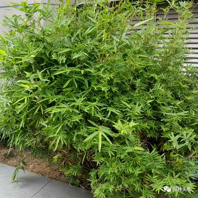 竹子有哪些种类，盆景竹子有哪些种类？