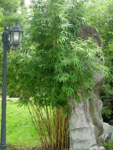 竹子有哪些种类，盆景竹子有哪些种类？