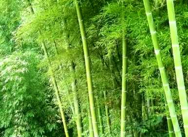 竹子有哪些种类，盆景竹子有哪些种类？