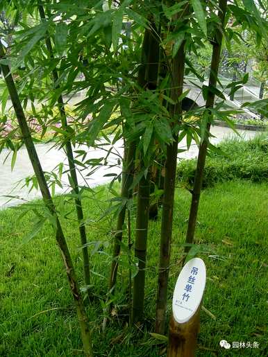 竹子有哪些种类，盆景竹子有哪些种类？