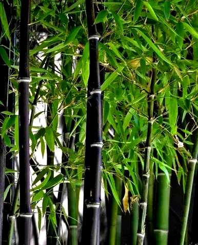 竹子有哪些种类，盆景竹子有哪些种类？