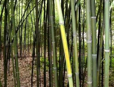 竹子有哪些种类，盆景竹子有哪些种类？