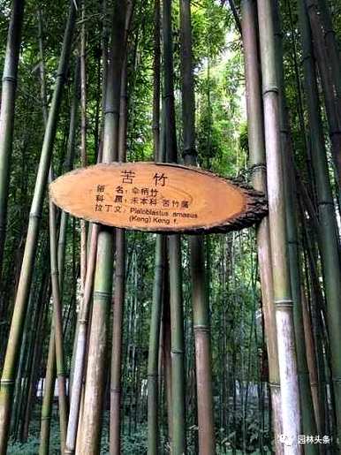 竹子有哪些种类，盆景竹子有哪些种类？