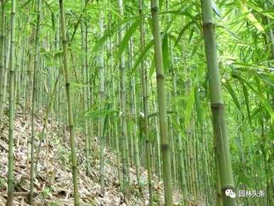 竹子有哪些种类，盆景竹子有哪些种类？