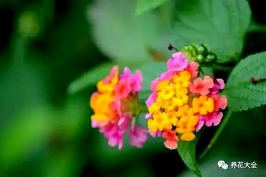 驱蚊苍蝇最有效的植物是什么？驱蚊最有效，对人体无害？