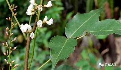 驱蚊苍蝇最有效的植物是什么？驱蚊最有效，对人体无害？