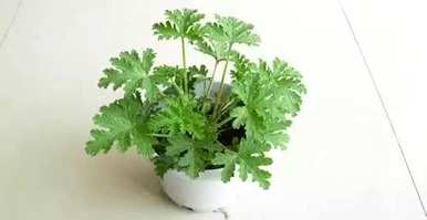 驱蚊苍蝇最有效的植物是什么？驱蚊最有效，对人体无害？