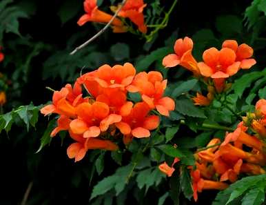 凌霄花花期短，凌霄花期长吗？