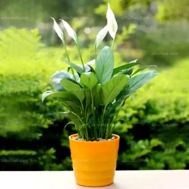 假山绿色植物种类齐全，绿色植物种类及名称齐全