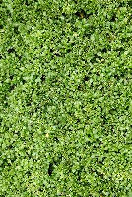 满江红植物的画法，满江红植物属于什么植物？