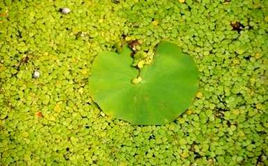 满江红植物的画法，满江红植物属于什么植物？
