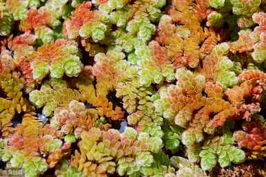 满江红植物的画法，满江红植物属于什么植物？
