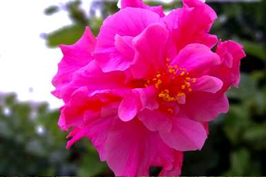 广东木槿花期，丹麦木槿花期