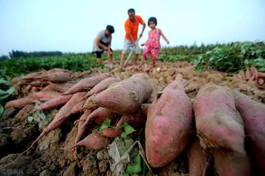 沙土的颜色是什么？红黄土是沙土吗？